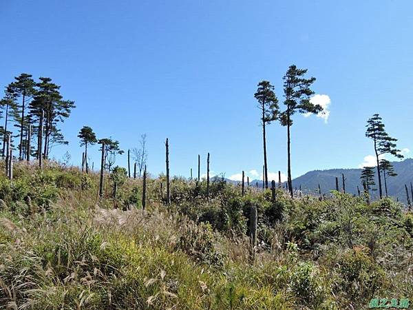 馬武佐野郡山20141102(74)