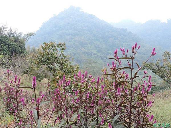 枋壁頂山20141108(14)