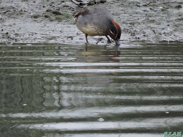 華江雁鴨自然公園2014122(27)