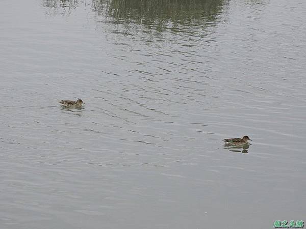 華江雁鴨自然公園2014122(39)