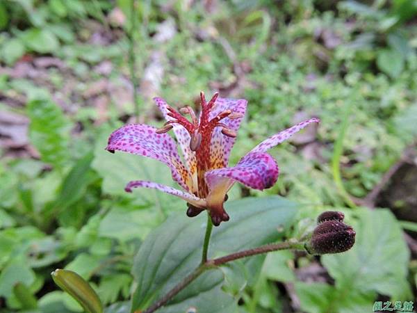 台灣有點草20141226(9)