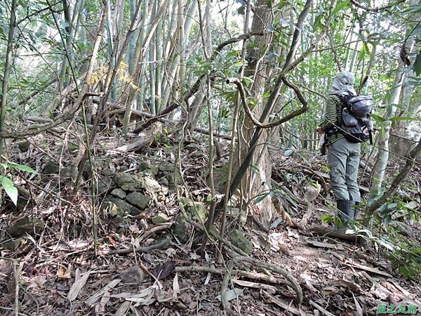 獅潭東坑山20150103(11)