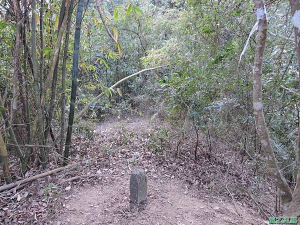 獅潭東坑山20150103(65)