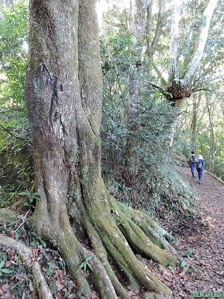 馬那邦山連走司令山(17)