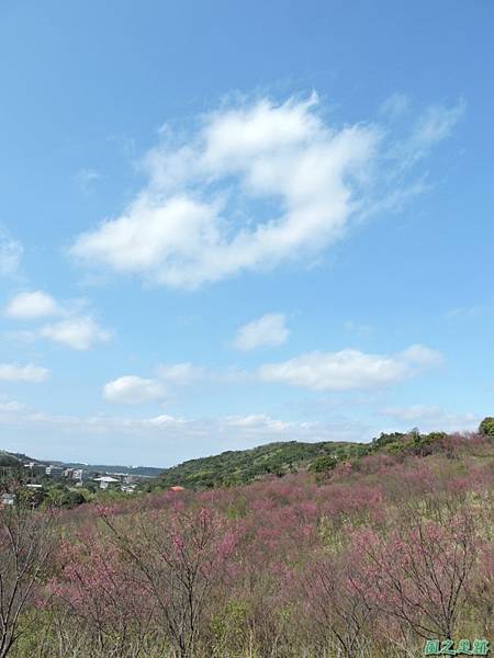 楊梅觀光茶園20150201(12)