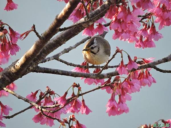 冠羽畫眉20150208(9)