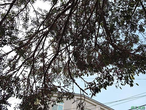 古坑三木公雀榕老樹20150131(3)