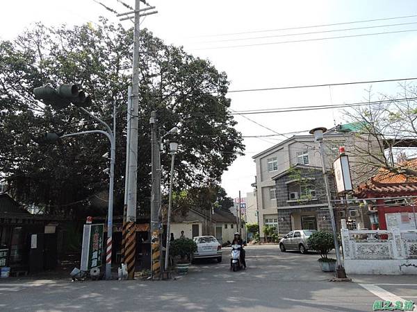 古坑三木公雀榕老樹20150131(11)