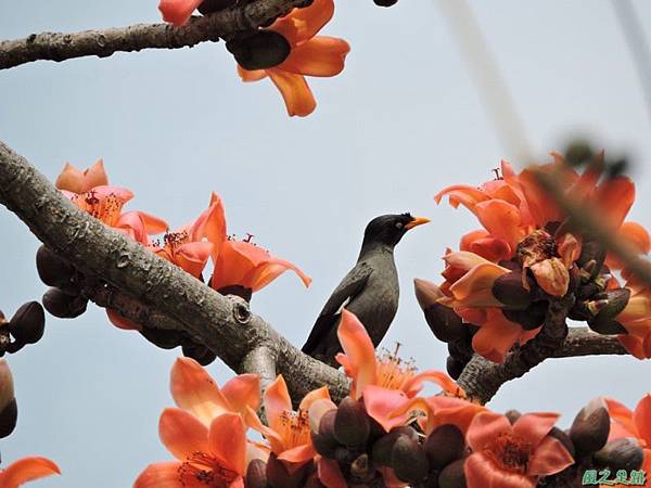 木棉花20150307(2)