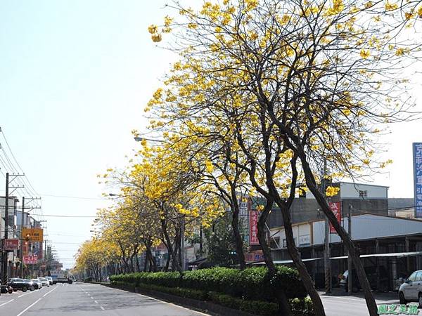 黃花風鈴木(台中后里)20150309(8)