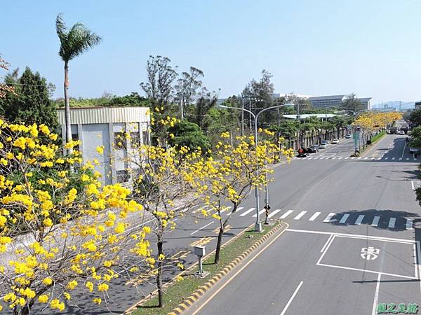 黃花風鈴木(台中后里)20150309(20)