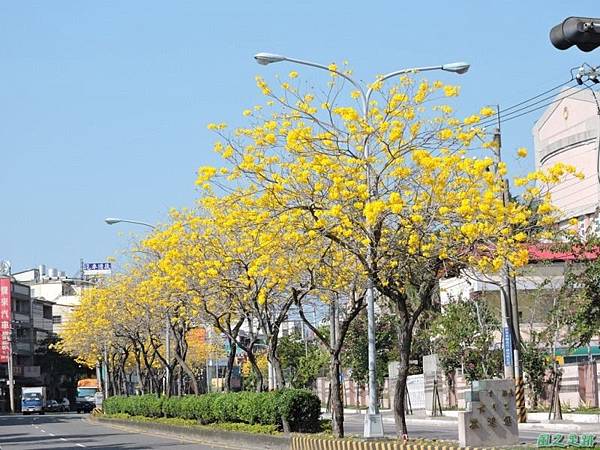 黃花風鈴木(台中后里)20150309(28)