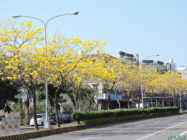 黃花風鈴木(台中后里)20150309(31)