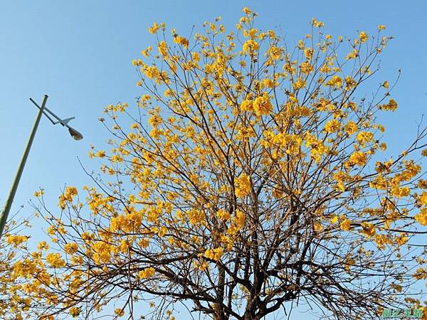 黃花風鈴木(台中太順路)20150309(17)