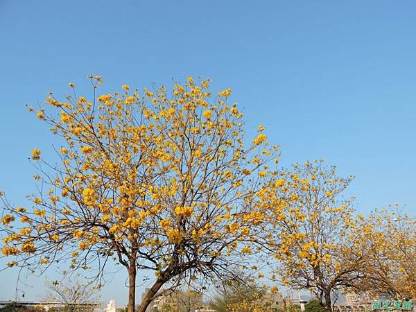 黃花風鈴木(台中太順路)20150309(19)