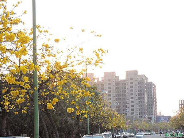 黃花風鈴木(台中太順路)20150309(23)