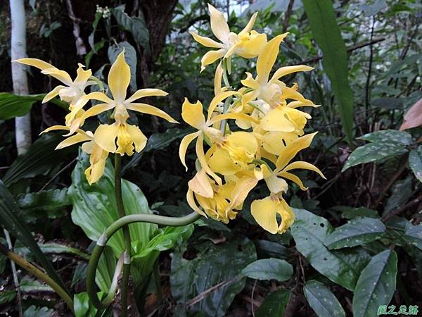 新竹根節蘭20150221(3)