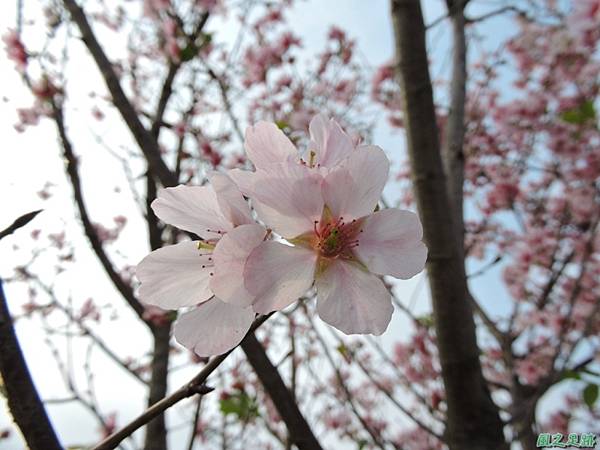 平鎮櫻花2150219(10)