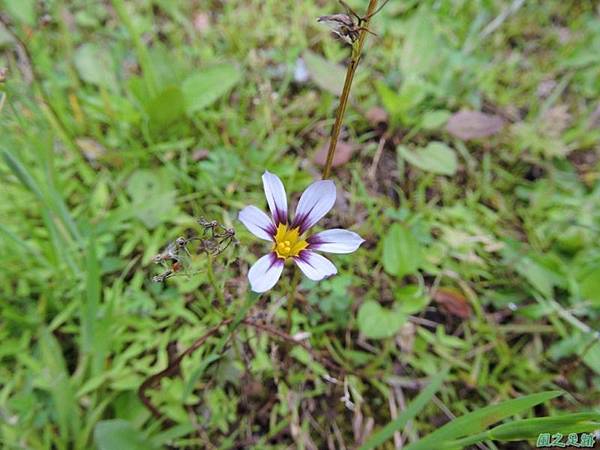 白花庭菖蒲20150419(6)