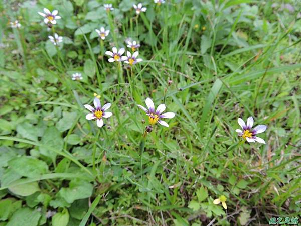 白花庭菖蒲20150419(13)