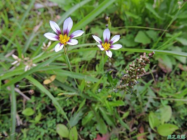 白花庭菖蒲20150419(19)