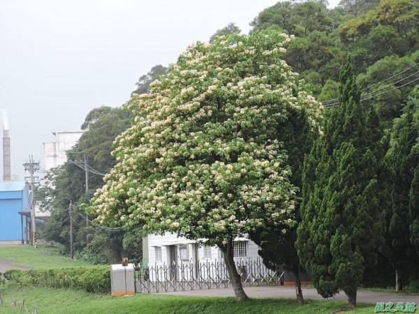 加羅林魚木20150501(60)