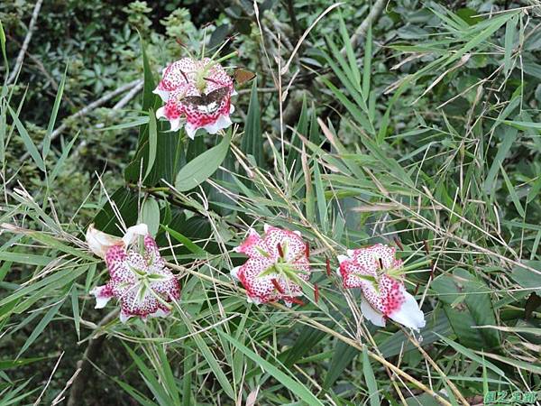 白石山20150812(15)