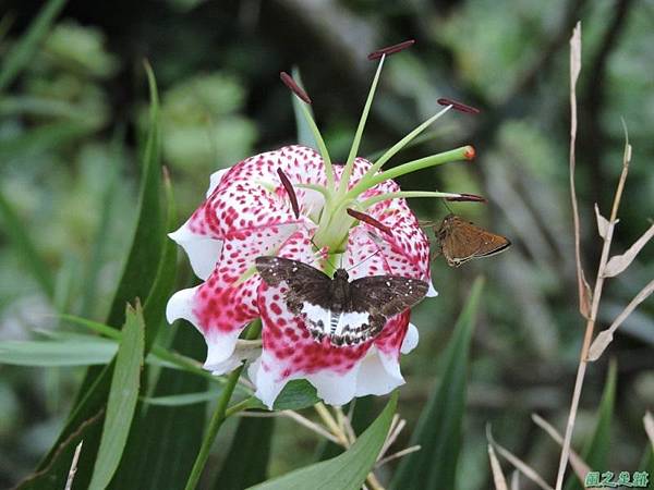 白石山20150812(16)