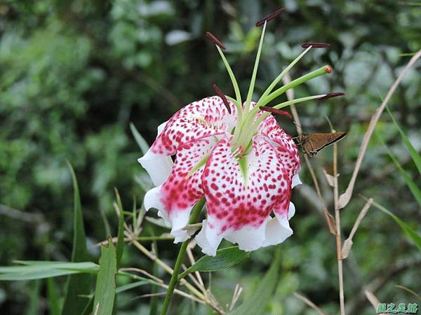 白石山20150812(17)