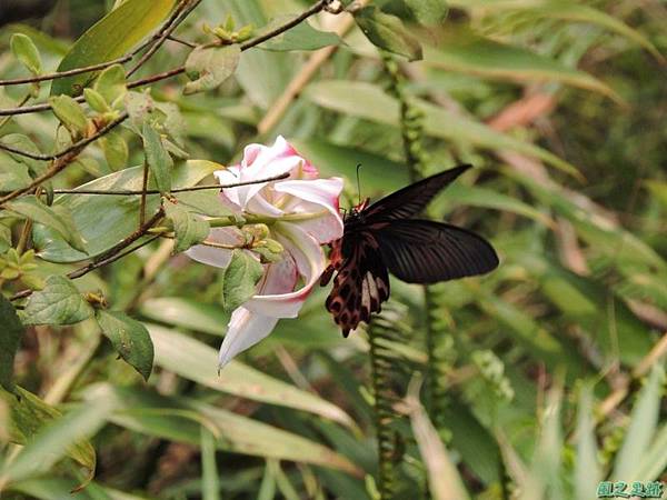 白石山20150812(35)