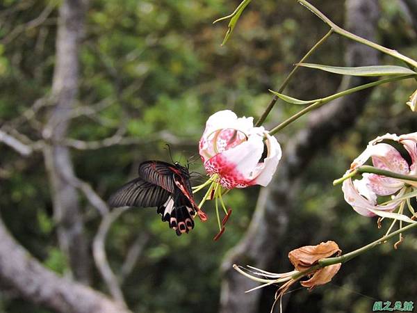 白石山20150812(37)