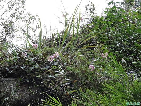 白石山20150812(55)