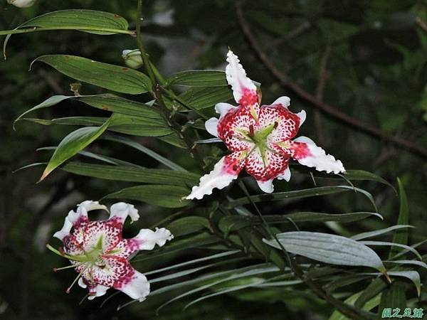 白石山20150812(61)