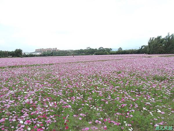 20151129龍潭波斯花海(10)