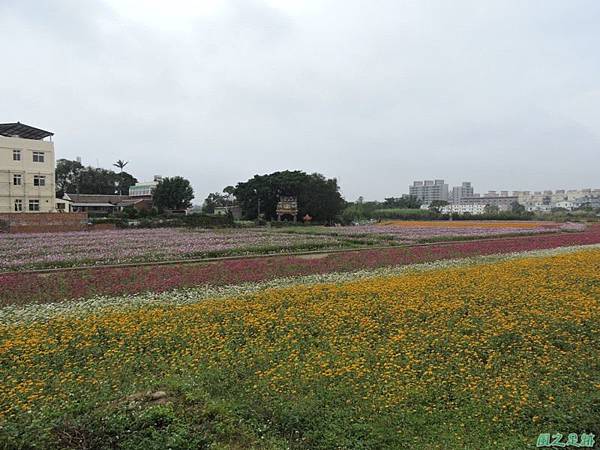 平鎮花彩節20151221(1)