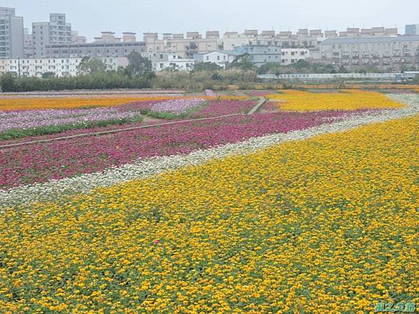 平鎮花彩節20151221(17)