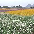 平鎮花彩節20151221(44)