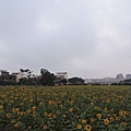 平鎮花彩節20151221(57)