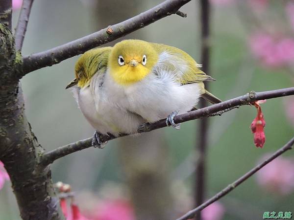 協雲宮20160220(40)