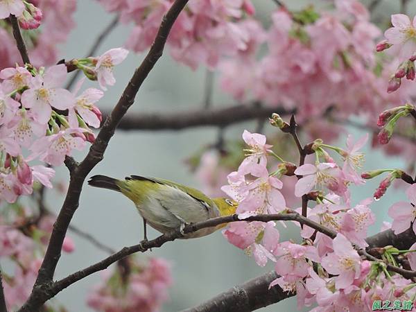 櫻花與綠繡眼20160313(9)