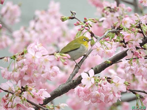 櫻花與綠繡眼20160313(46)