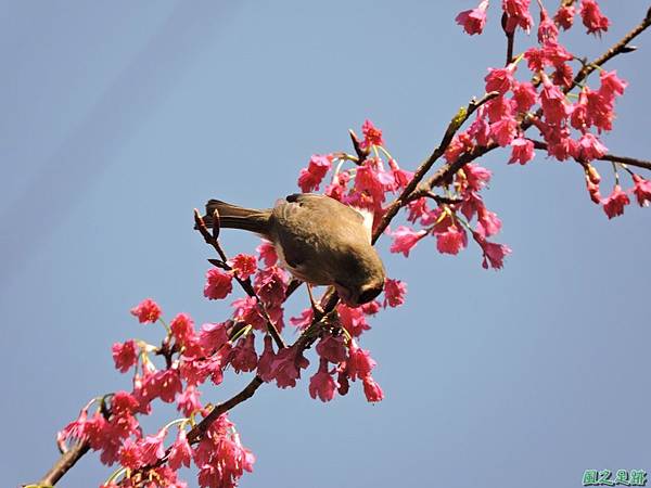 冠羽畫眉20160207(18)