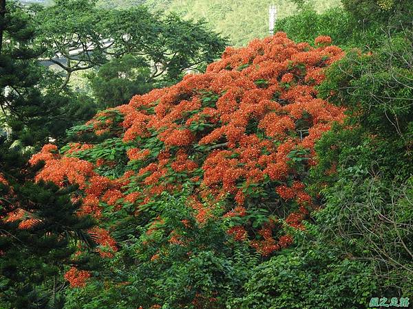 苗栗火紅鳳凰花20160604(20)