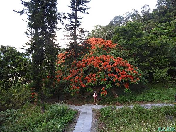 苗栗火紅鳳凰花20160604(26)