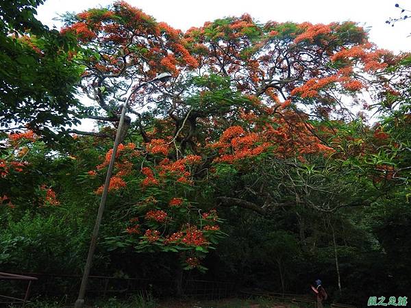 苗栗火紅鳳凰花20160604(33)