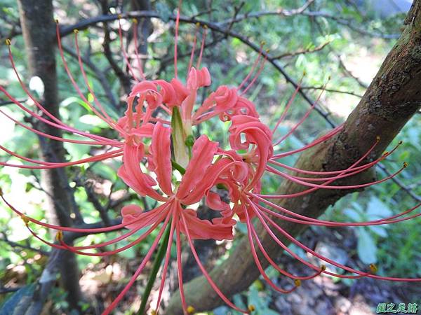 紅花石蒜20160820(9)