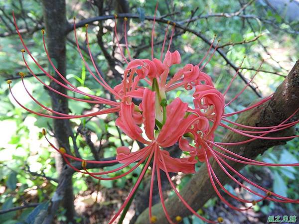 紅花石蒜20160820(10)