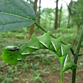 鬼臉天蛾幼蟲20120603(2)