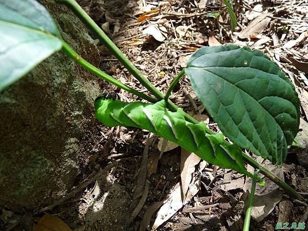 鬼臉天蛾幼蟲20120603(10)