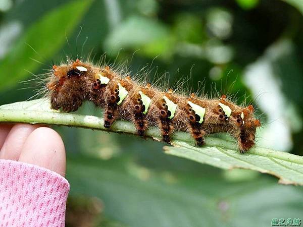 黃豹天蠶蛾20140719(10)